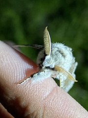 Calliteara pseudabietis