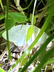Ditrigona virgo