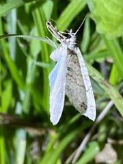 Trichopterigia consobrinaria