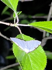 Lomographa bimaculata