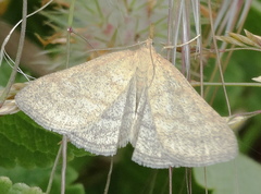 Psammotis pulveralis