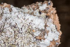 Lecanoromycetes