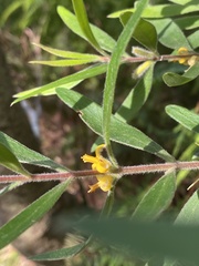 Persoonia mollis