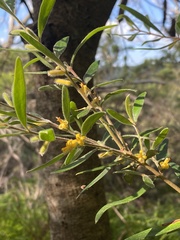 Persoonia mollis
