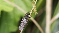 Neoitamus angusticornis