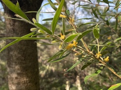 Persoonia mollis