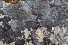 Lecanoromycetes
