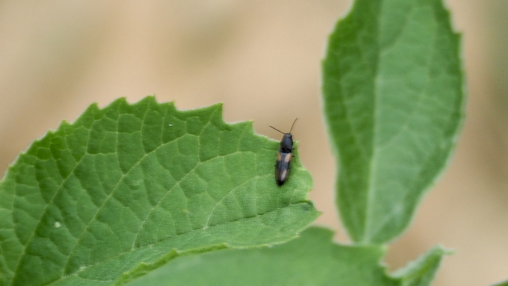 Ectinoides