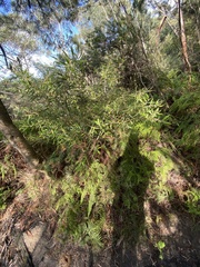 Persoonia mollis