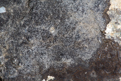 Lecanoromycetes