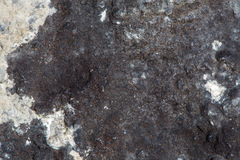 Lecanoromycetes