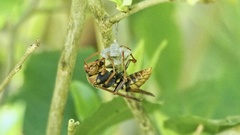 Polistes rothneyi iwatai