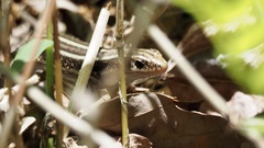 Plestiodon japonicus