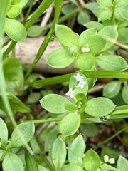 Galium kikumuyura