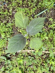 Clerodendrum trichotomum