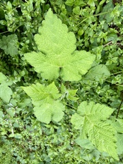Rubus crataegifolius