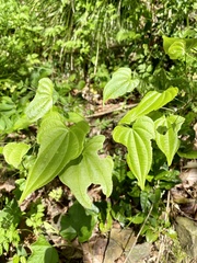Dioscorea japonica
