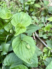 Viola grypoceras grypoceras