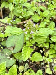 Clinopodium gracile