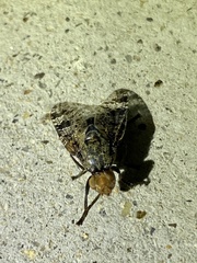 Prosthiochaeta