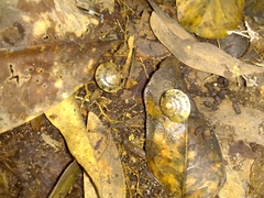 Nitor medioximus