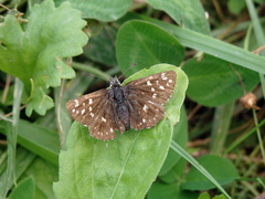 Pyrgus melotis