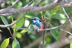 Alcedo coerulescens