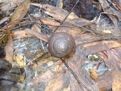 Ponderconcha murphyi