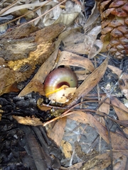 Ponderconcha murphyi