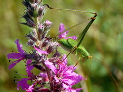 Phaneroptera falcata