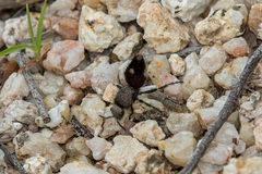 Ephutomorpha ferruginata