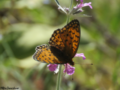 Argynnis niobe