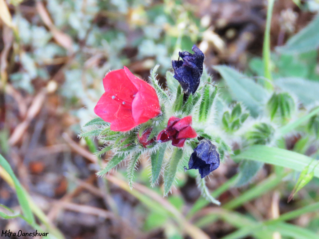 Echium amoenum
