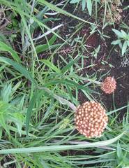 Helichrysum allioides