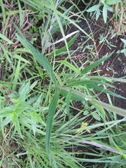 Helichrysum allioides