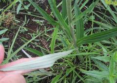 Helichrysum allioides