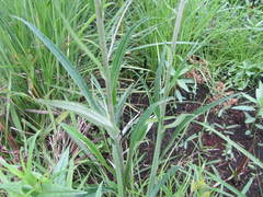 Helichrysum allioides