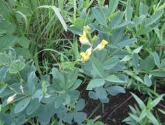 Crotalaria dura