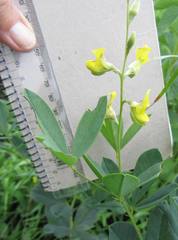 Crotalaria dura
