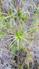 Dracophyllum sinclairii