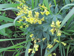 Crotalaria dura