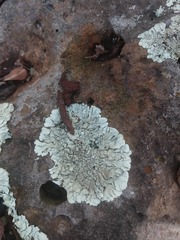 Lecanoromycetes