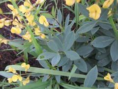 Crotalaria dura