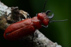 Synhoria maxillosa