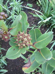 Xysmalobium confusum