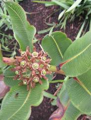 Xysmalobium confusum