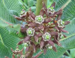 Xysmalobium confusum