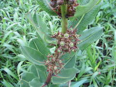 Xysmalobium confusum