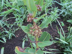 Xysmalobium confusum