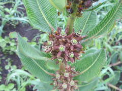 Xysmalobium confusum